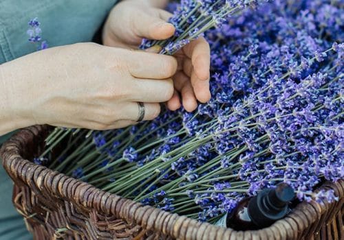 Kitty Campion Wellness Tutorials